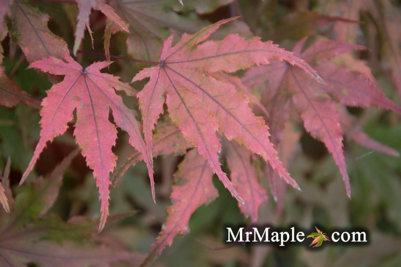 - Acer palmatum 'Waveleaf' Japanese Maple - Mr Maple │ Buy Japanese Maple Trees