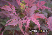 - Acer palmatum 'Waveleaf' Japanese Maple - Mr Maple │ Buy Japanese Maple Trees