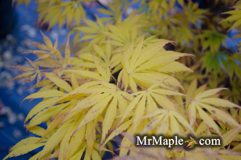 - Acer shirasawanum 'Bronze Age' Bronze Full Moon Japanese Maple - Mr Maple │ Buy Japanese Maple Trees