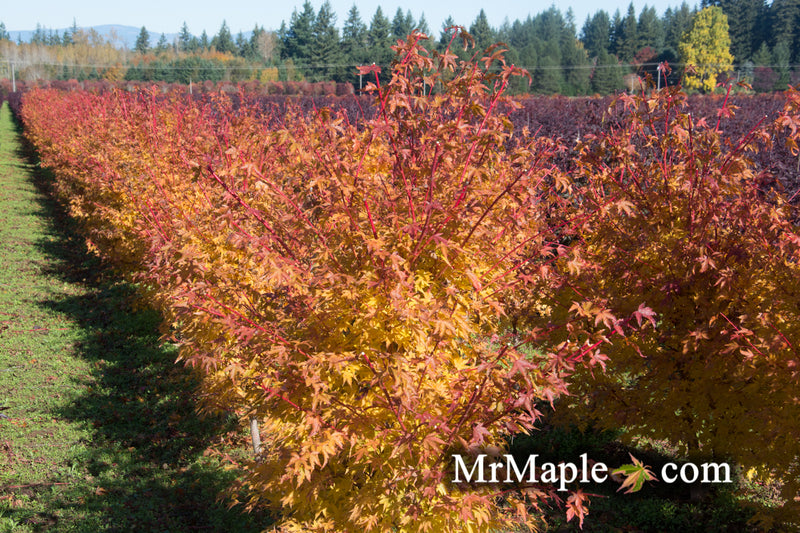 - Acer palmatum 'Sango kaku' Coral Bark Japanese Maple - Mr Maple │ Buy Japanese Maple Trees