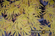 - Acer shirasawanum 'Bronze Age' Bronze Full Moon Japanese Maple - Mr Maple │ Buy Japanese Maple Trees