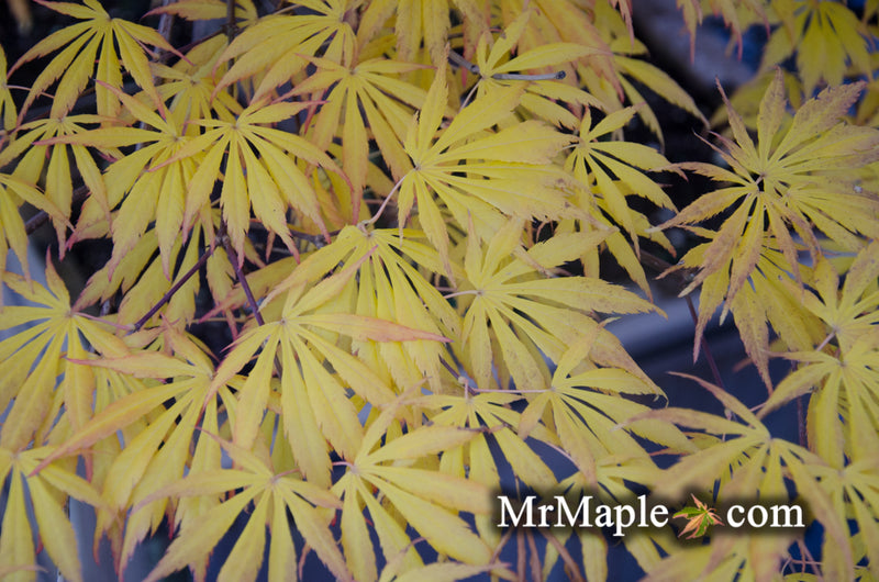 - Acer shirasawanum 'Bronze Age' Bronze Full Moon Japanese Maple - Mr Maple │ Buy Japanese Maple Trees