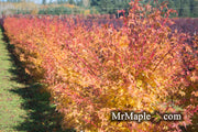 - Acer palmatum 'Sango kaku' Coral Bark Japanese Maple - Mr Maple │ Buy Japanese Maple Trees