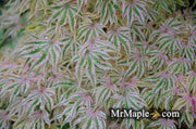 - Acer palmatum 'Ikandi' Japanese Maple - Mr Maple │ Buy Japanese Maple Trees