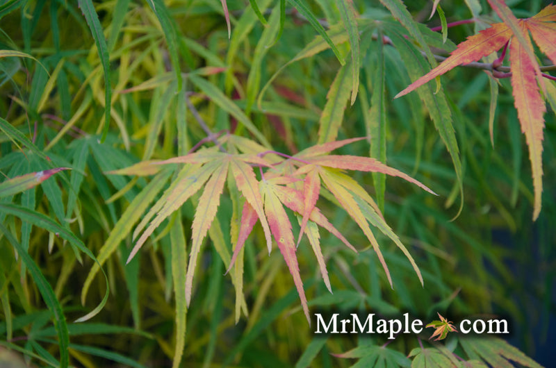 - Acer palmatum 'Yellow Threads' Rare Japanese Maple - Mr Maple │ Buy Japanese Maple Trees