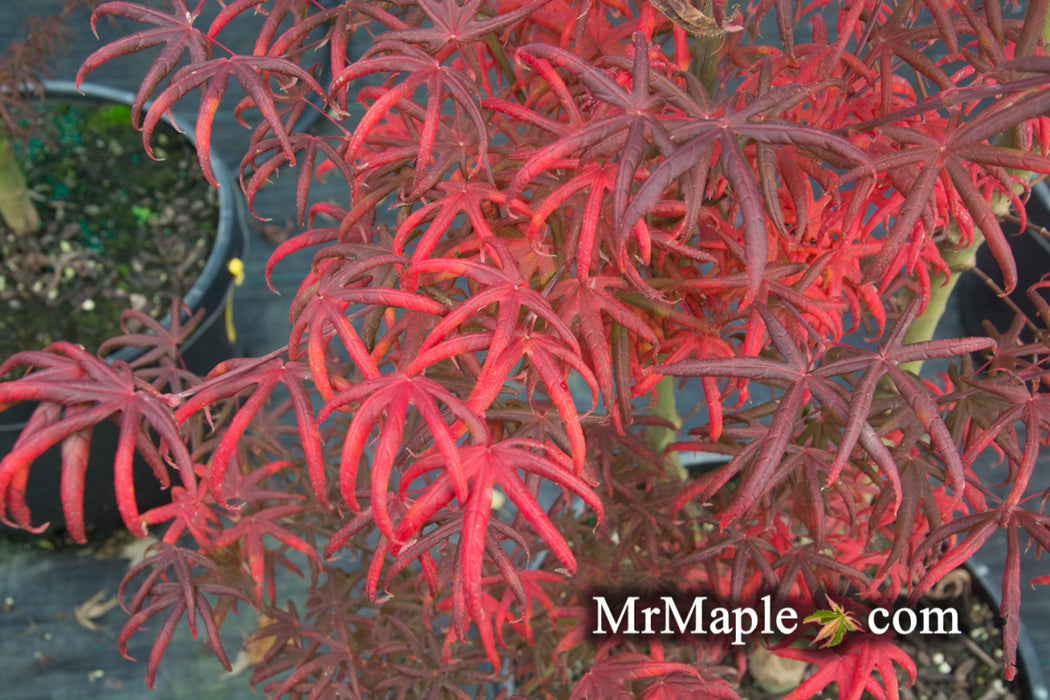 Acer palmatum 'Peve Starfish' Japanese Maple
