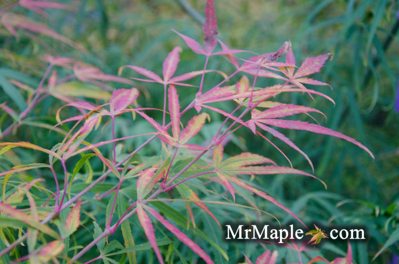 - Acer palmatum 'Yellow Threads' Rare Japanese Maple - Mr Maple │ Buy Japanese Maple Trees