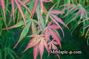 - Acer palmatum 'Yellow Threads' Rare Japanese Maple - Mr Maple │ Buy Japanese Maple Trees