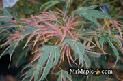 - Acer palmatum 'Manyo no sato' Japanese Maple - Mr Maple │ Buy Japanese Maple Trees
