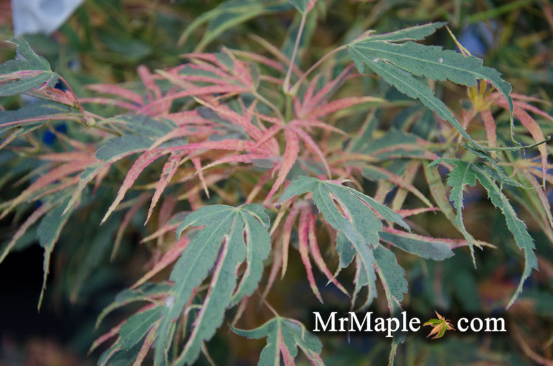 - Acer palmatum 'Manyo no sato' Japanese Maple - Mr Maple │ Buy Japanese Maple Trees