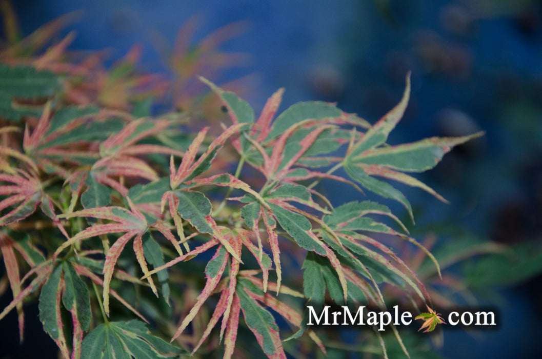 Acer palmatum 'Manyo no sato' Japanese Maple