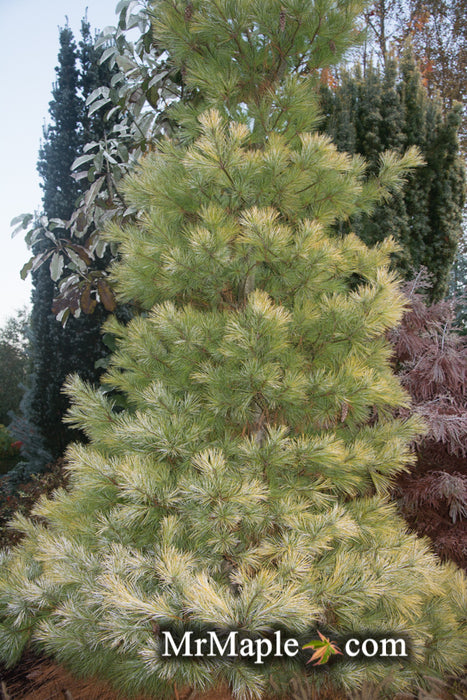 Pinus strobus 'Louie' Rare Golden Yellow Variegated White Pine Tree