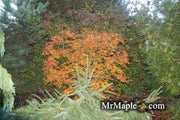 - Acer palmatum 'Green Strap' Rare Japanese Maple - Mr Maple │ Buy Japanese Maple Trees