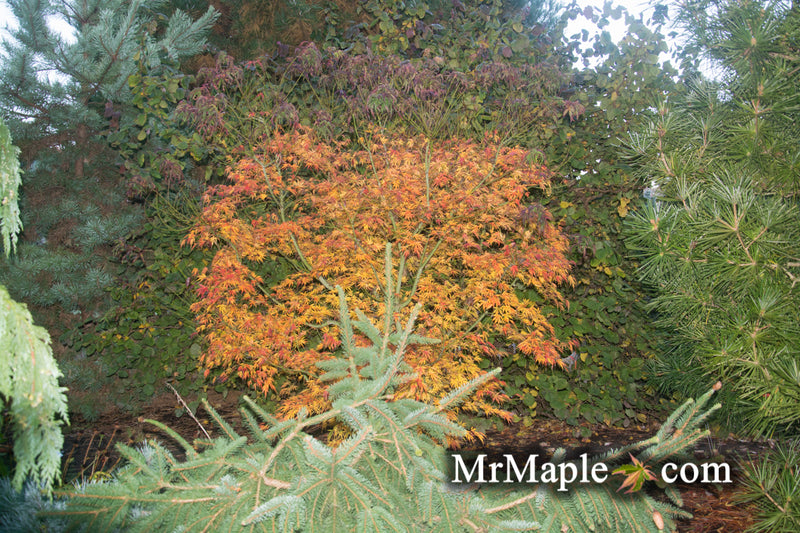 - Acer palmatum 'Green Strap' Rare Japanese Maple - Mr Maple │ Buy Japanese Maple Trees