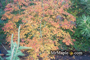 - Acer palmatum 'Green Strap' Rare Japanese Maple - Mr Maple │ Buy Japanese Maple Trees