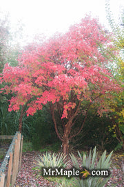 - Acer griseum - Paperbark Maple - Mr Maple │ Buy Japanese Maple Trees