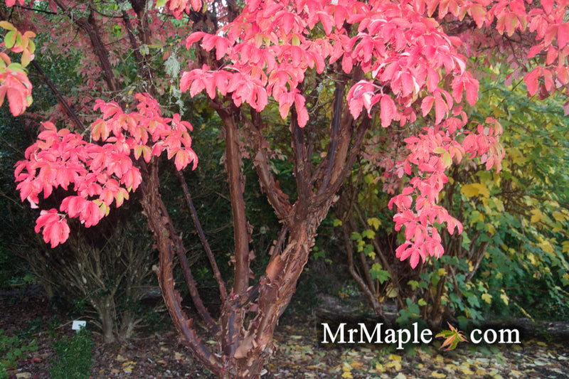 - Acer griseum - Paperbark Maple - Mr Maple │ Buy Japanese Maple Trees