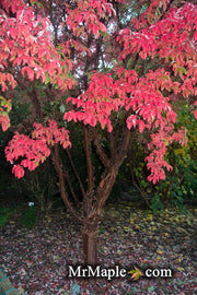 - Acer griseum - Paperbark Maple - Mr Maple │ Buy Japanese Maple Trees
