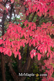 - Acer griseum - Paperbark Maple - Mr Maple │ Buy Japanese Maple Trees