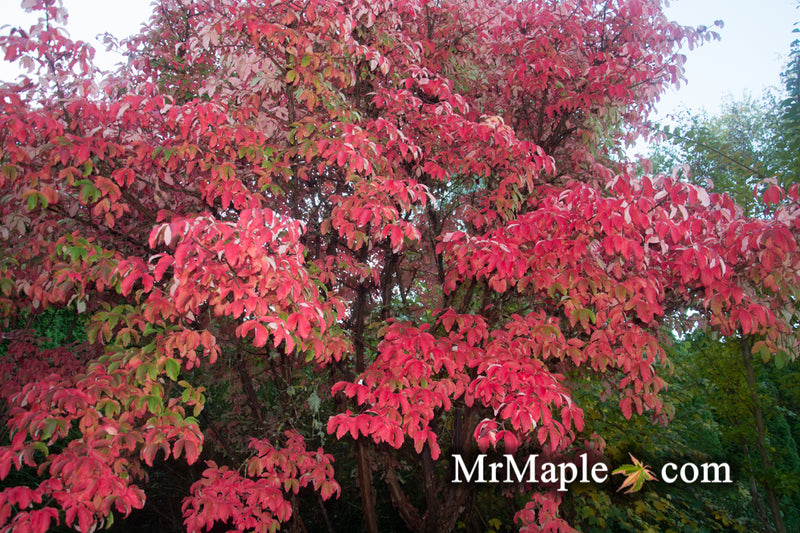 - Acer griseum - Paperbark Maple - Mr Maple │ Buy Japanese Maple Trees