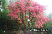 - Acer griseum - Paperbark Maple - Mr Maple │ Buy Japanese Maple Trees