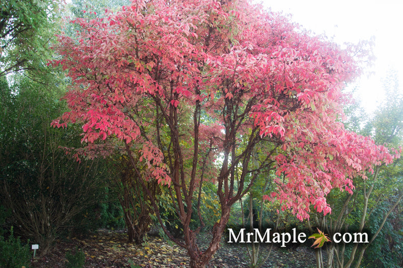 - Acer griseum - Paperbark Maple - Mr Maple │ Buy Japanese Maple Trees