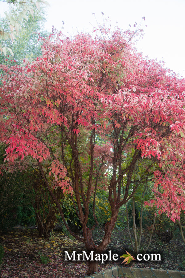 - Acer griseum - Paperbark Maple - Mr Maple │ Buy Japanese Maple Trees