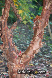 - Acer griseum - Paperbark Maple - Mr Maple │ Buy Japanese Maple Trees