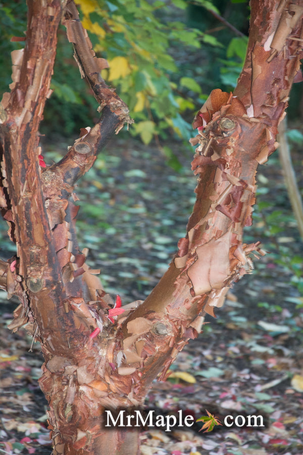 - Acer griseum - Paperbark Maple - Mr Maple │ Buy Japanese Maple Trees