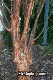 - Acer griseum - Paperbark Maple - Mr Maple │ Buy Japanese Maple Trees