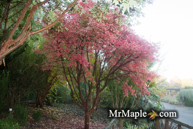 - Acer griseum - Paperbark Maple - Mr Maple │ Buy Japanese Maple Trees