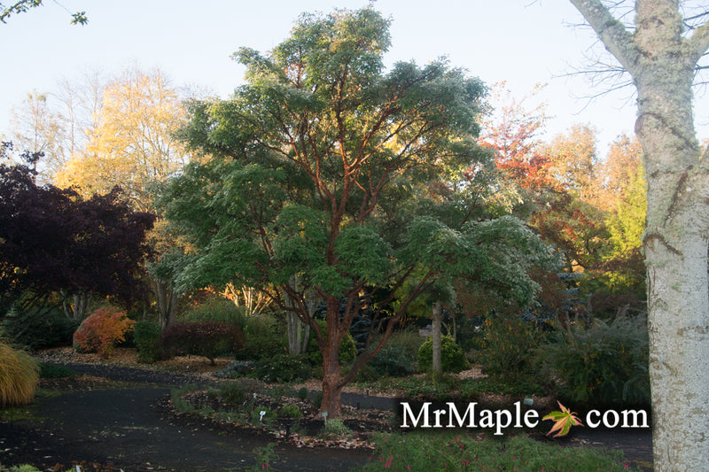 - Acer griseum - Paperbark Maple - Mr Maple │ Buy Japanese Maple Trees