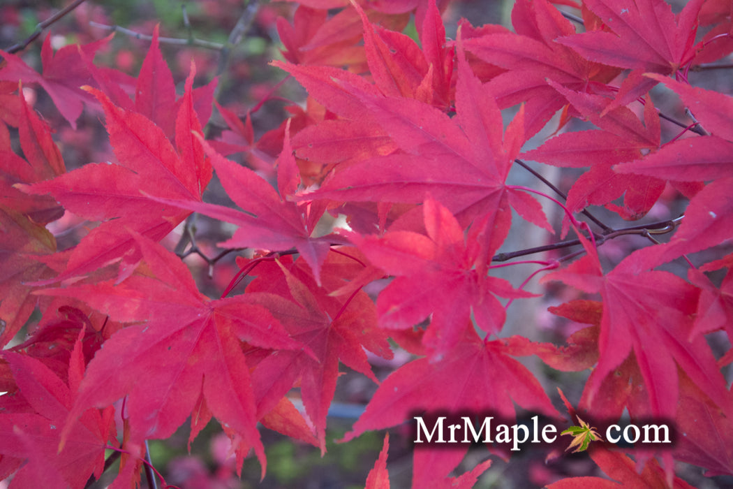 Acer palmatum 'Omato' Japanese Maple