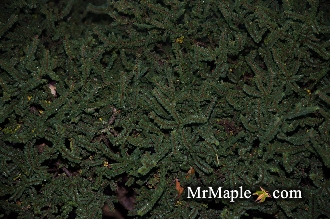 Ulmus parvifolia 'Hokkaido' Dwarf Small Leaf Chinese Elm