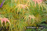 - Acer palmatum 'Yellow Threads' Rare Japanese Maple - Mr Maple │ Buy Japanese Maple Trees