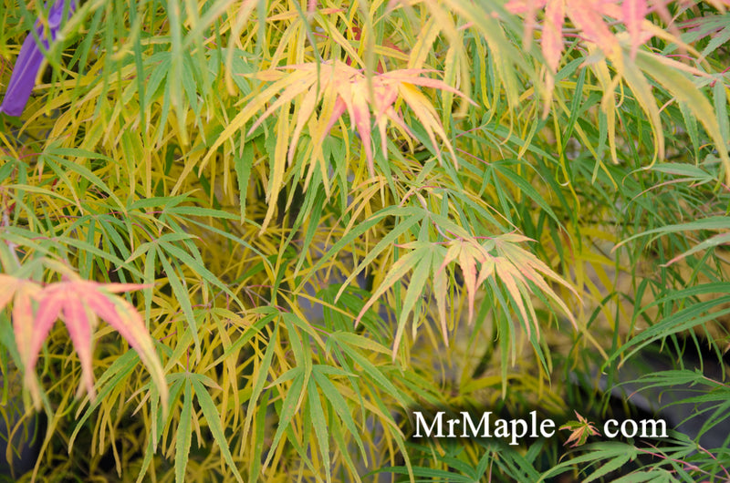 - Acer palmatum 'Yellow Threads' Rare Japanese Maple - Mr Maple │ Buy Japanese Maple Trees