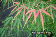 - Acer palmatum 'Yellow Threads' Rare Japanese Maple - Mr Maple │ Buy Japanese Maple Trees