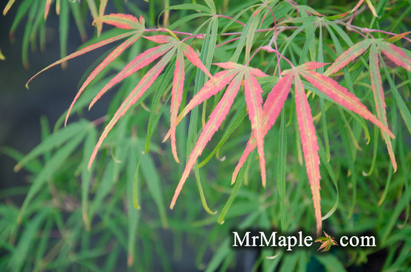 - Acer palmatum 'Yellow Threads' Rare Japanese Maple - Mr Maple │ Buy Japanese Maple Trees