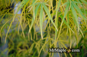 - Acer palmatum 'Yellow Threads' Rare Japanese Maple - Mr Maple │ Buy Japanese Maple Trees