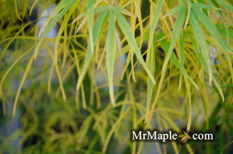 - Acer palmatum 'Yellow Threads' Rare Japanese Maple - Mr Maple │ Buy Japanese Maple Trees