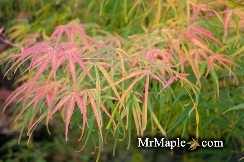 - Acer palmatum 'Yellow Threads' Rare Japanese Maple - Mr Maple │ Buy Japanese Maple Trees