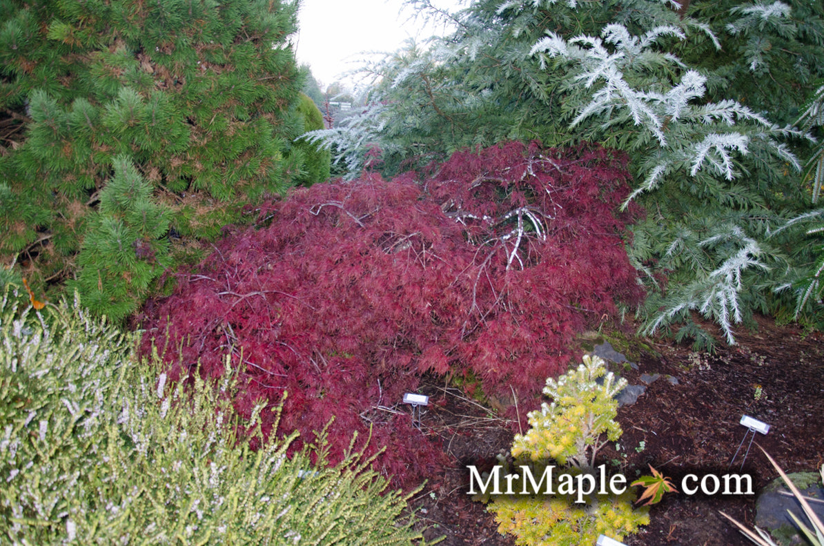 Red Filigree Buy Acer palmatum 'Red Filigree Lace' Dwarf Japanese Maple — Mr Maple ...