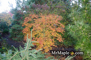 - Acer palmatum 'Green Strap' Rare Japanese Maple - Mr Maple │ Buy Japanese Maple Trees
