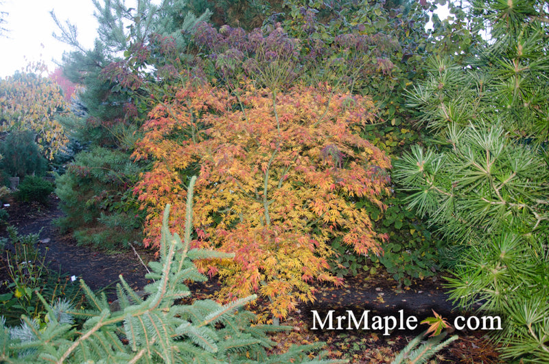 - Acer palmatum 'Green Strap' Rare Japanese Maple - Mr Maple │ Buy Japanese Maple Trees