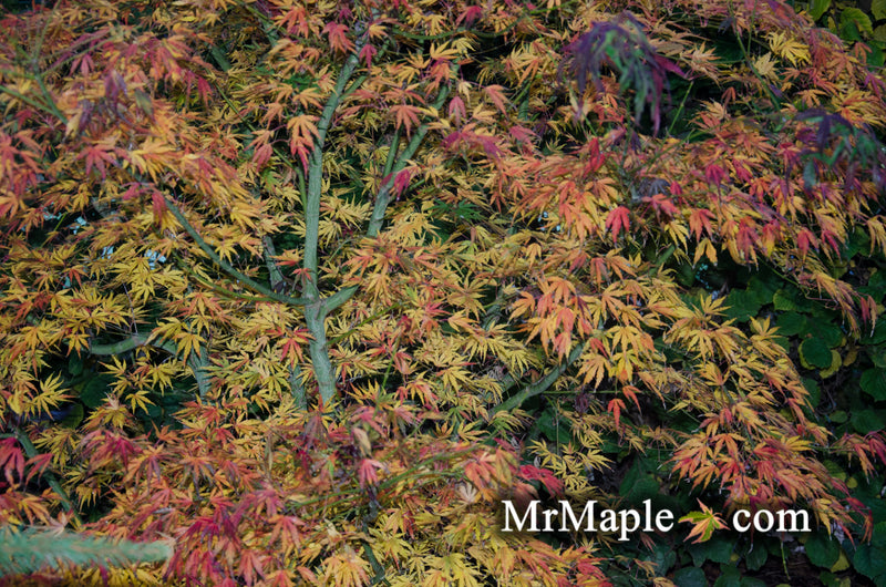 - Acer palmatum 'Green Strap' Rare Japanese Maple - Mr Maple │ Buy Japanese Maple Trees