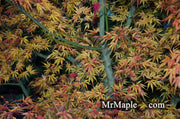 - Acer palmatum 'Green Strap' Rare Japanese Maple - Mr Maple │ Buy Japanese Maple Trees