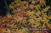 - Acer palmatum 'Green Strap' Rare Japanese Maple - Mr Maple │ Buy Japanese Maple Trees