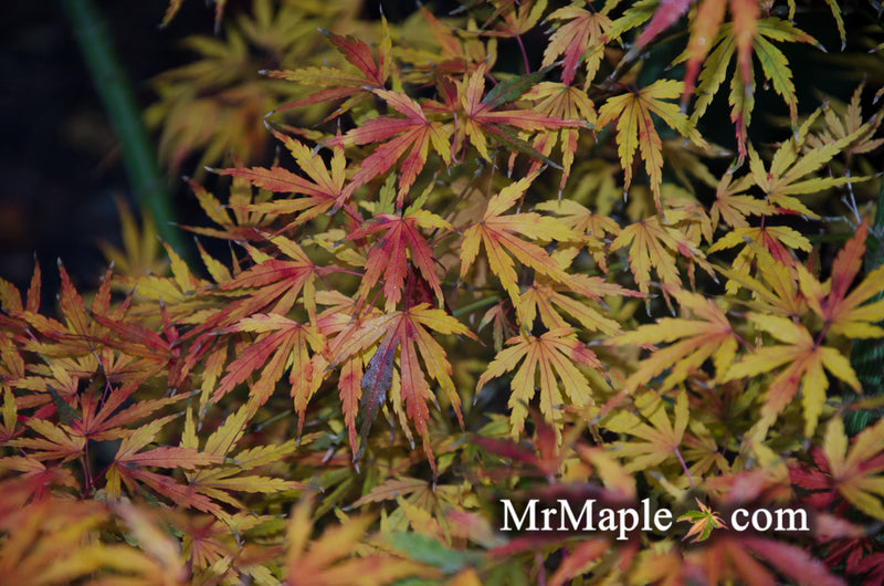 - Acer palmatum 'Green Strap' Rare Japanese Maple - Mr Maple │ Buy Japanese Maple Trees