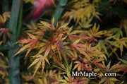 - Acer palmatum 'Green Strap' Rare Japanese Maple - Mr Maple │ Buy Japanese Maple Trees