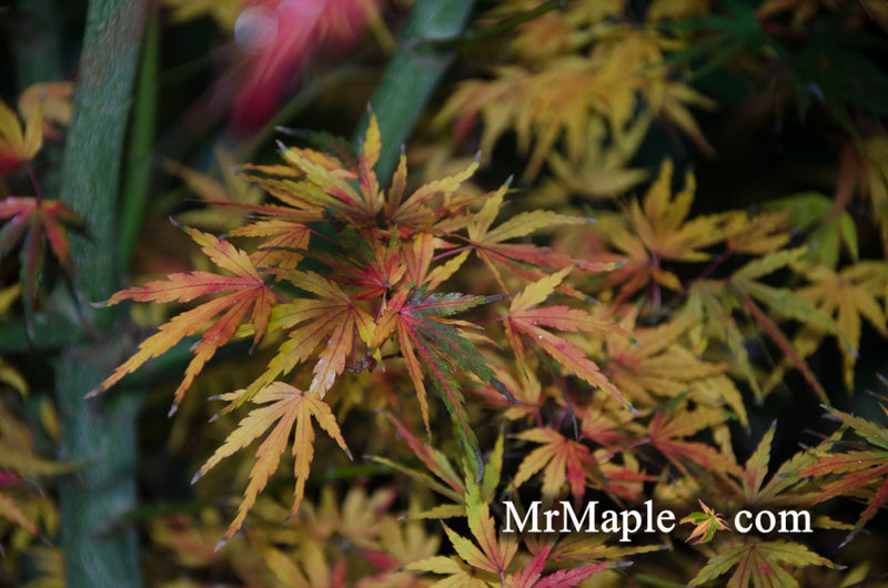 - Acer palmatum 'Green Strap' Rare Japanese Maple - Mr Maple │ Buy Japanese Maple Trees
